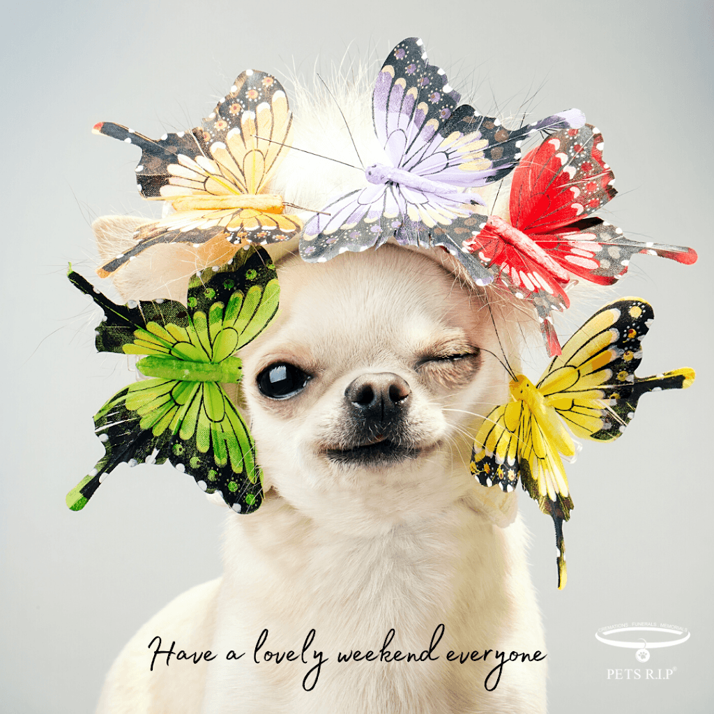 Pets R.I.P | Pet Cremations Toowoomba