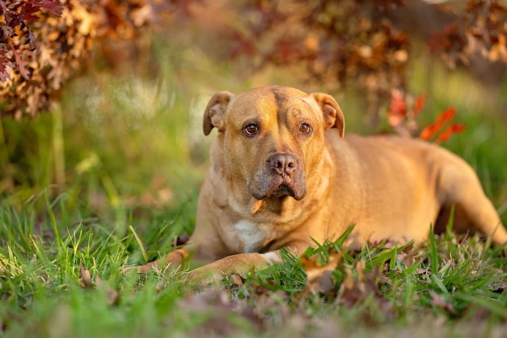 Edenhills Pet Cremation