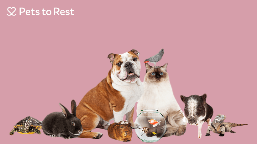Pets to Rest