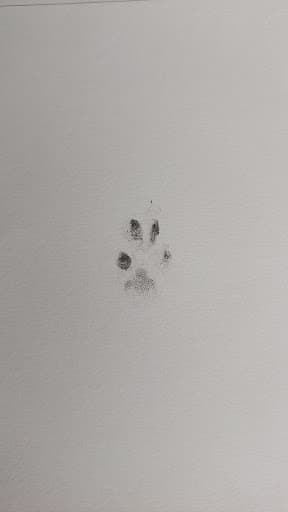 Edenhills Pet Cremation — Customer photo